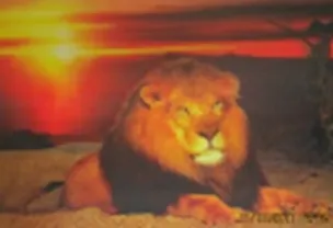 3D постер Лев/Тигр (3D PS 38) 2292912