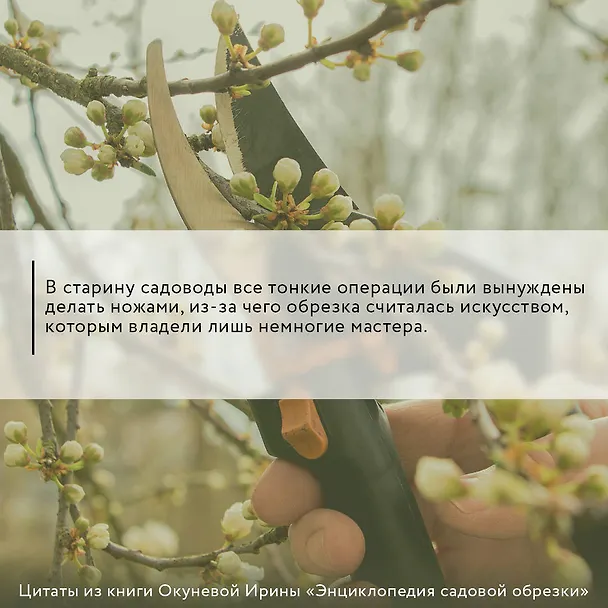 Книга Энциклопедия садовой обрезки (Ирина Окунева) — 8