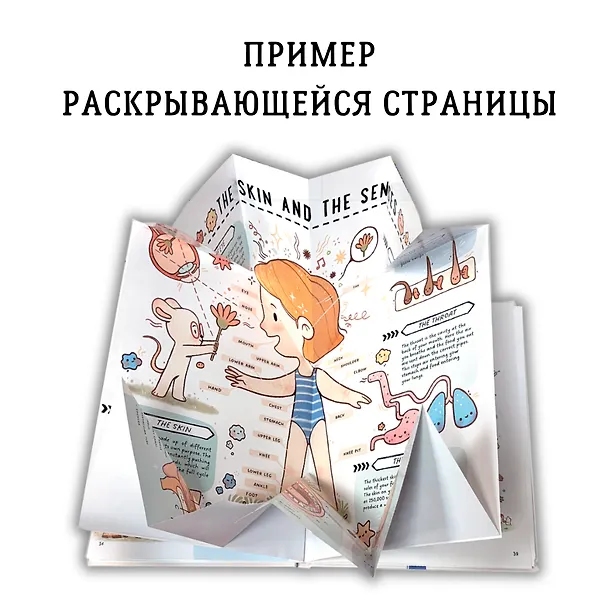 Книга Книга с секретами. Секреты тела человека () — 12