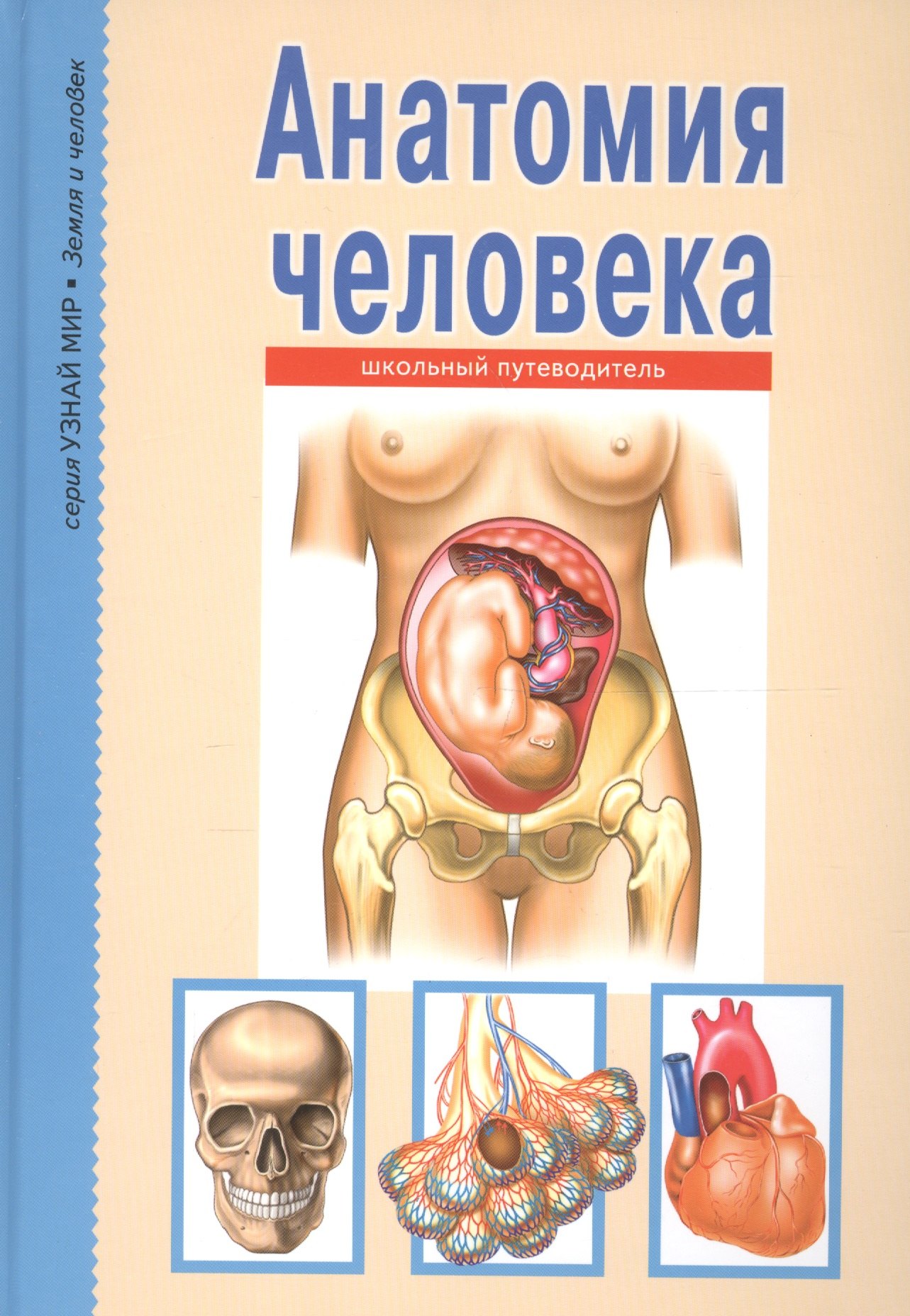 

Анатомия человека