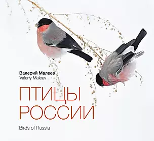 Птицы России — 2381897 — 1
