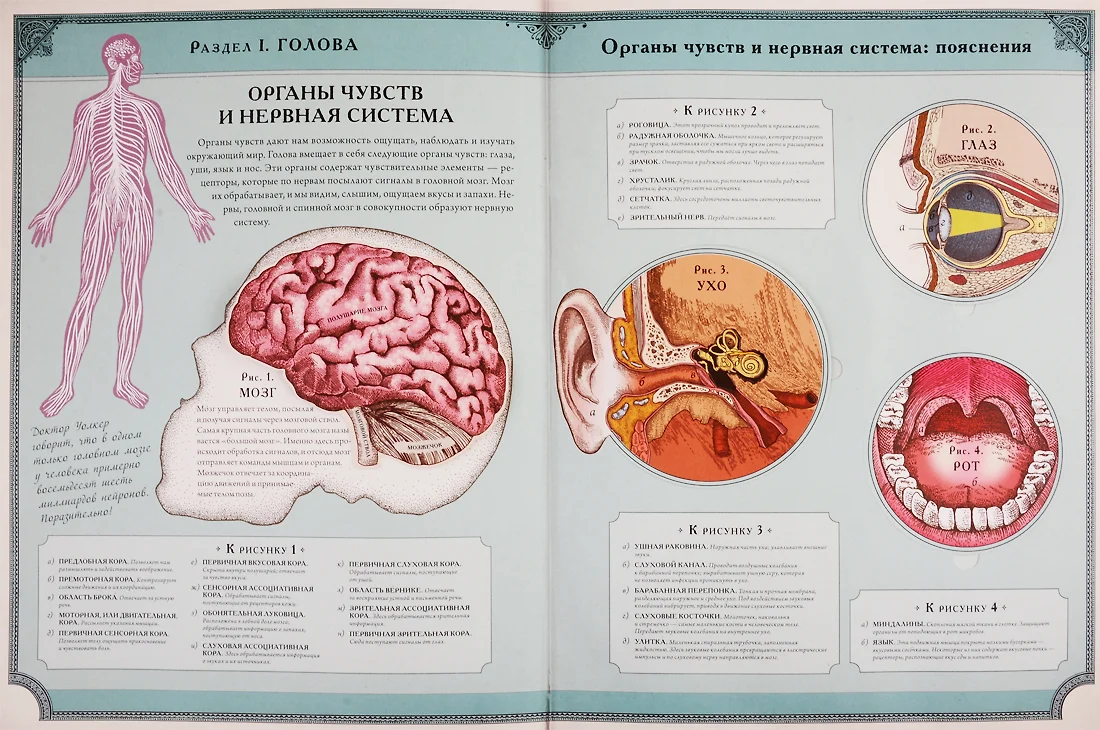 Тело человека. Интерактивная книга-панорама (Ричард Уолкер) - купить книгу  с доставкой в интернет-магазине «Читай-город». ISBN: 978-5-00146-196-8