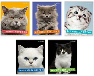 Тетрадь в клетку Listoff, "Характер котика", А5, 96 листов