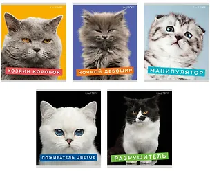 Тетрадь в клетку Listoff, "Характер котика", А5, 96 листов 3010896