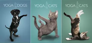 Тетрадь А4 96л кл. "Yoga Animals" полн.УФлак, ассорти, Академия Групп — 226408 — 1