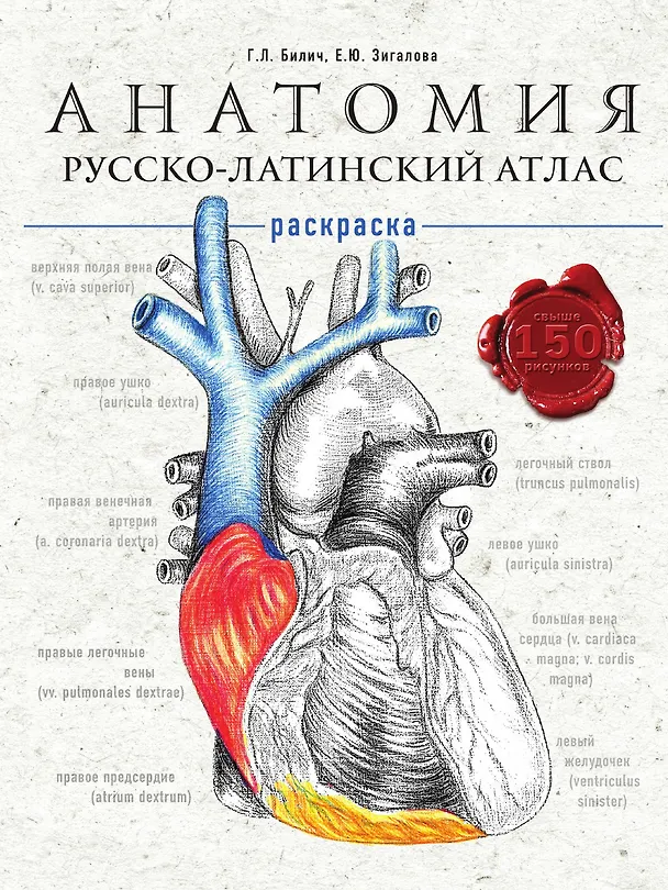 Книга Анатомия (Анна Спектор) — 1