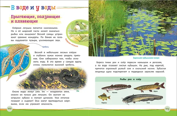 Книга Современная энциклопедия дошкольника (Светлана Гальцева) — 3