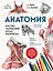 Анатомия: русско-латинский атлас-раскраска (новое оформление, новый формат) — 2946509 — 1
