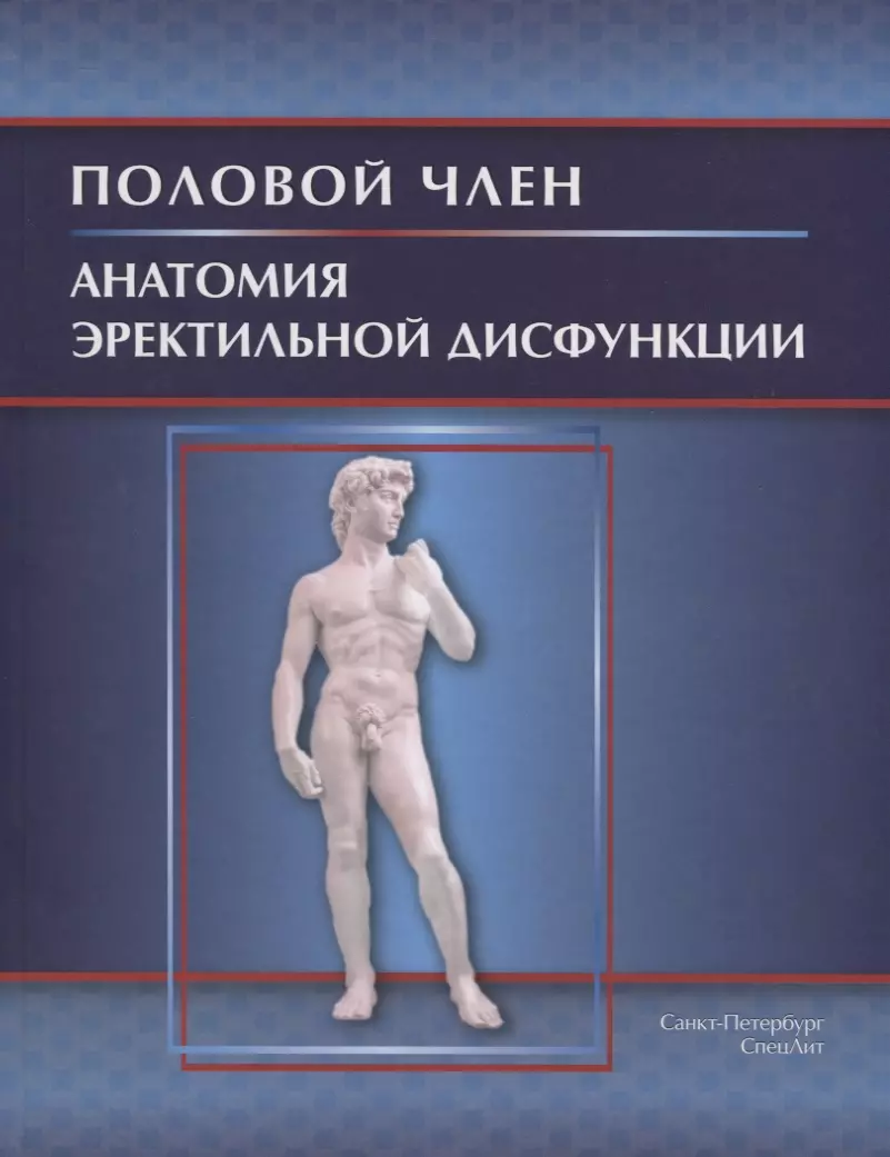 Половой член.Анатомия эректильной дисфункции