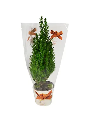 Кипарисовик украшенный 9/35см (PTK114) 2396575