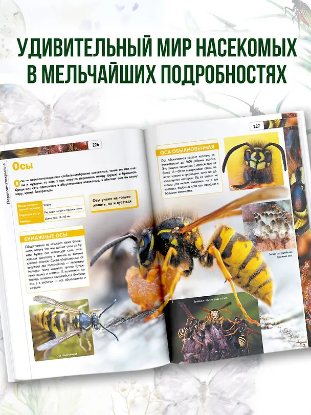 Книга Насекомые (Игорь Резько, Анна Спектор) — 7