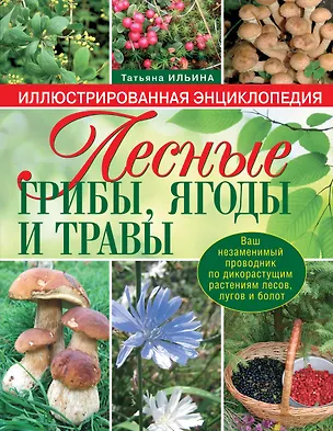 Книга Лесные грибы, ягоды и травы (Татьяна Ильина)