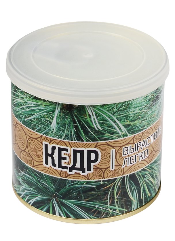 Мини - дерево в банке Кедр (411111) 2551373 — 1