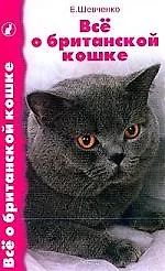Все о британской кошке