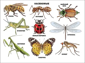 Плакат. Насекомые