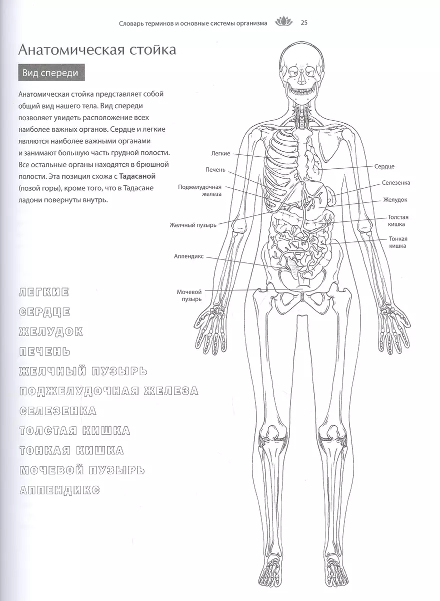 Анатомия йоги: атлас-раскраска. Визуальный гид по телу - от структуры к  осознанной практике (Келли Солоуэй) - купить книгу с доставкой в  интернет-магазине «Читай-город». ISBN: 978-5-04-109883-4