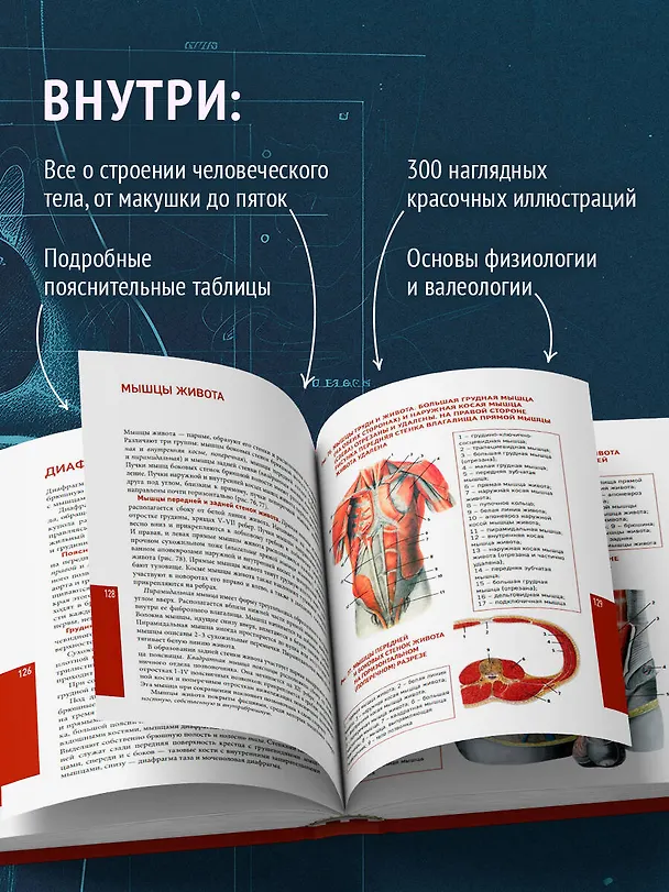 Книга Анатомия человека. Современный атлас с подробными иллюстрациями (Елена Зигалова, Габриэль Билич) — 7