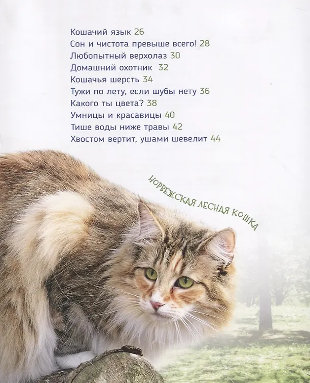 Книга Кошки и котята (Первая энциклопедия) (Светлана Гальцева) — 3