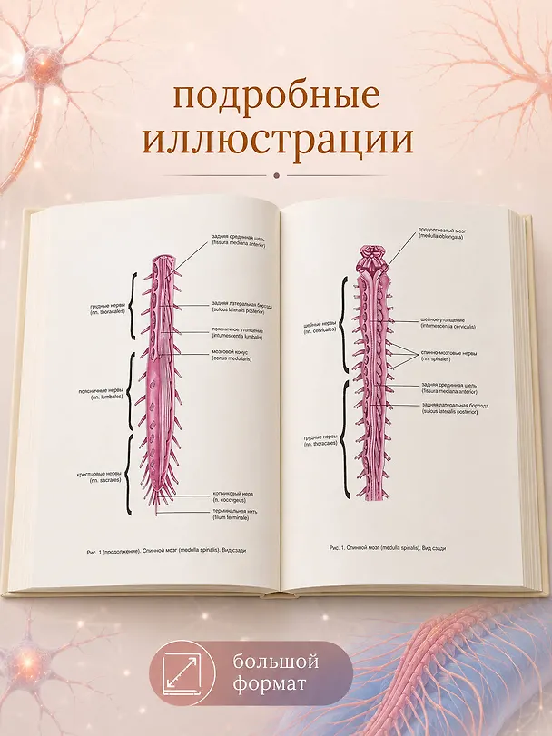 Книга Атлас анатомии человека. Нервная система (Сергей Лёвкин) — 7