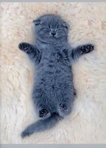 Тетрадь в клетку Listoff, "Погладь кота", А4, 80 листов