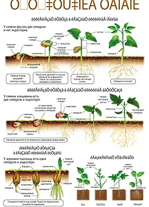 Плакат Корень Прорастание семени (4560)