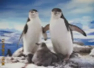 3D постер Пингвины (3D PS 20)