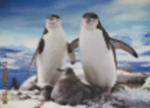 3D постер Пингвины (3D PS 20) 2292898