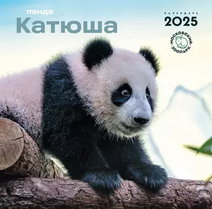 Панда Катюша. Календарь на 2025 год (300х300 мм) — 3048831 — 1