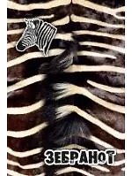 Блокнот, А6, 80л. Звероноты Зебранот клетка, на спирали