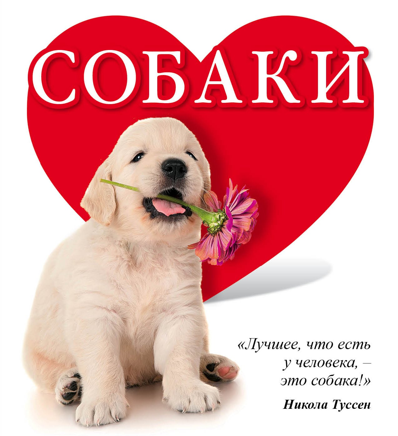 

Собаки