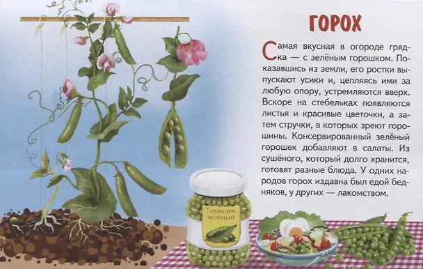 Книга Овощи. Обучающие карточки () — 2