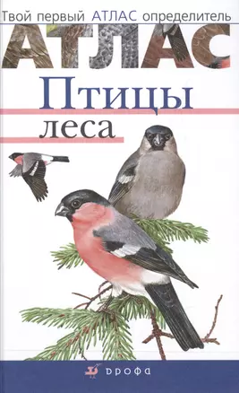 Птицы леса — 2515491 — 1