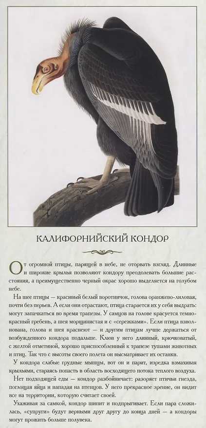 Книга Животный мир Северной Америки. Обычные, но ни на кого не похожие () — 2