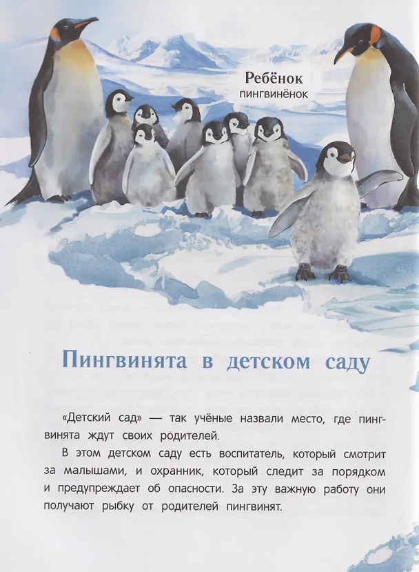 Книга Павлиненок? Цыпленок! Крылатые семьи: факты и игры (Наталья Короткова) — 3
