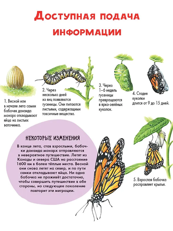 Книга Детеныши животных (Энн МакРей) — 6