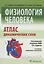 Физиология человека. Атлас динамических схем — 2642564 — 1