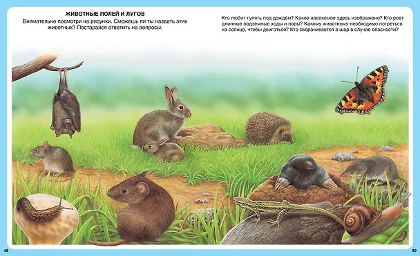 Книга Животные (Эмили Бомон) — 10