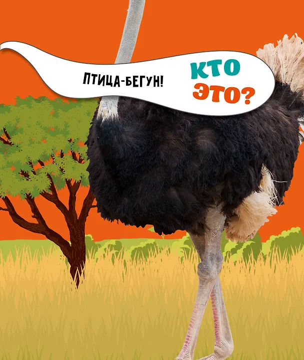 Книга Птицы () — 10