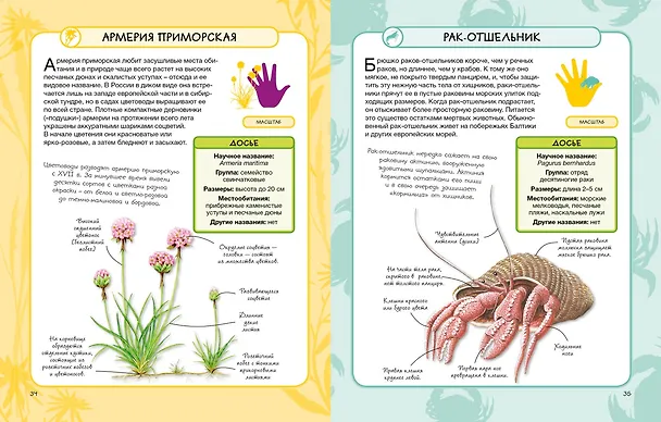 Книга Животные и растения моря (Камилла де ла Бедуайер) — 7