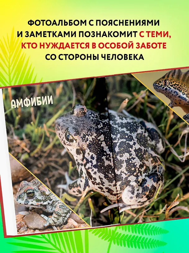 Книга Красная книга России: животные, растения, птицы, насекомые. Энциклопедия редких видов (Дмитрий Лукашанец, Екатерина Лукашанец) — 9