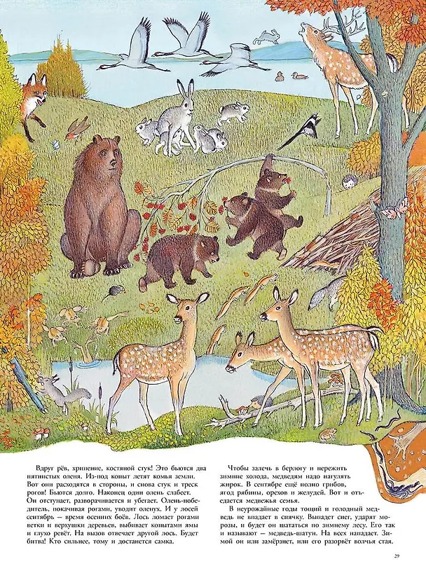 Книга В лесу: энциклопедия в картинках (Петр Багин) — 3