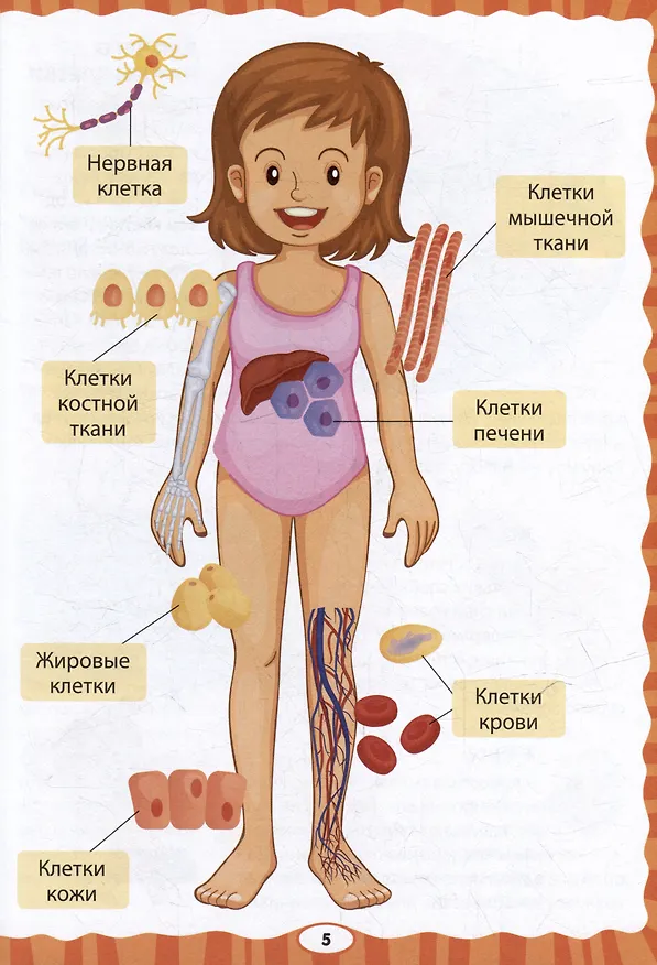 Книга Как устроен человек. Первая энциклопедия для малышей () — 3