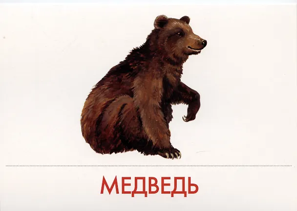 Книга Животные наших лесов. Дидактические карточки для ознакомления с окружающим миром () — 2