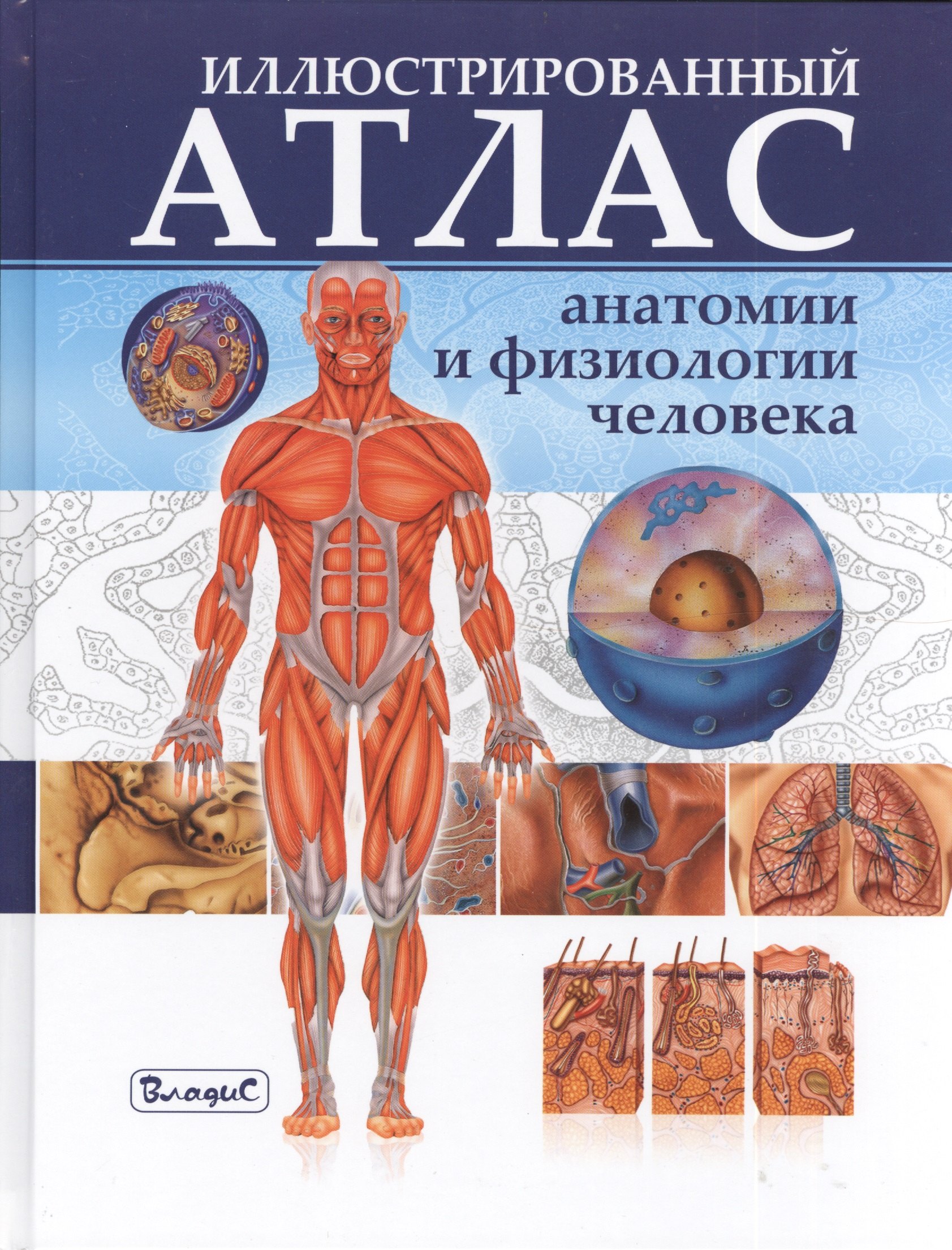 

Иллюстрированный атлас анатомии и физиологии человека