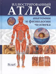 Иллюстрированный атлас анатомии и физиологии человека