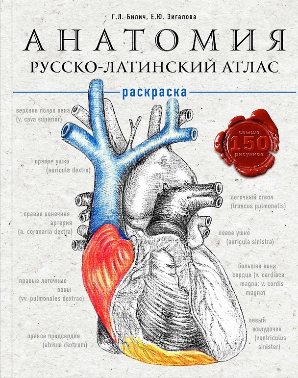 Книга Анатомия: русско-латинский атлас-раскраска (Габриэль Билич) — 1