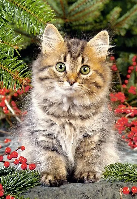 Пазл 1000 С-101740 Котенок (castor) 2171597 — 1