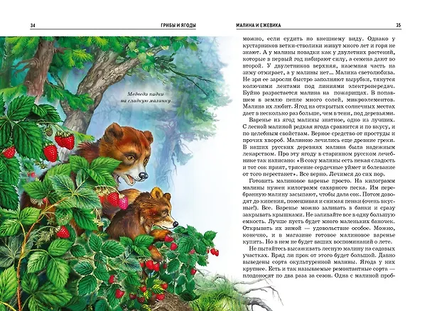 Книга Грибы и ягоды. (Сергей Афонькин) — 4