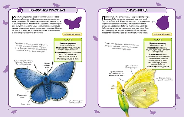 Книга Бабочки (Камилла де ла Бедуайер) — 3