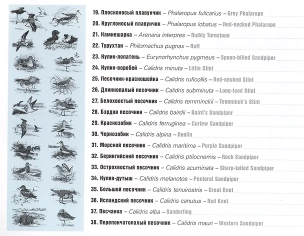 Книга Атлас ареалов гнездящихся куликов Российской Арктики. Атлас-монография () — 4